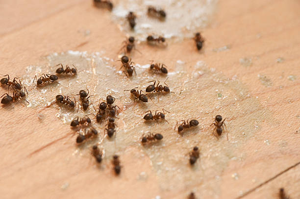 Best Best Pest Control Companies  in East Griffin, GA