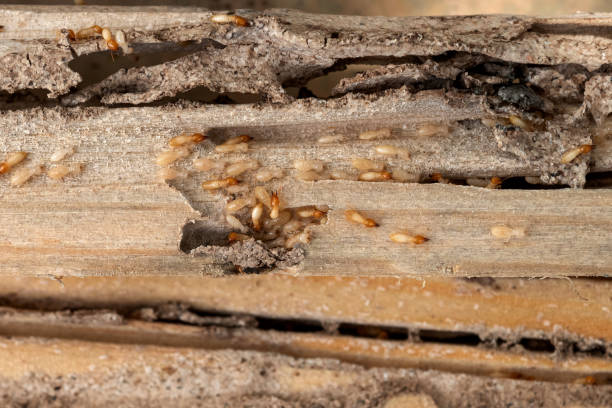 Best Emergency Pest Control  in East Griffin, GA