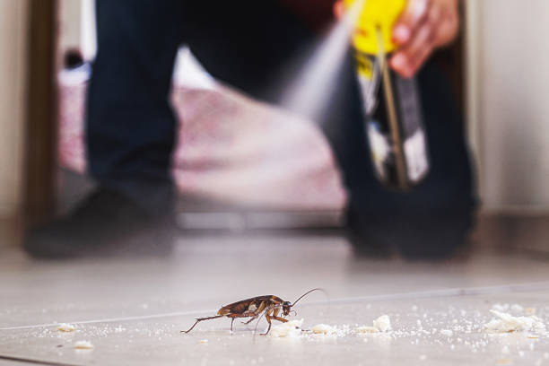 Insect Control in East Griffin, GA
